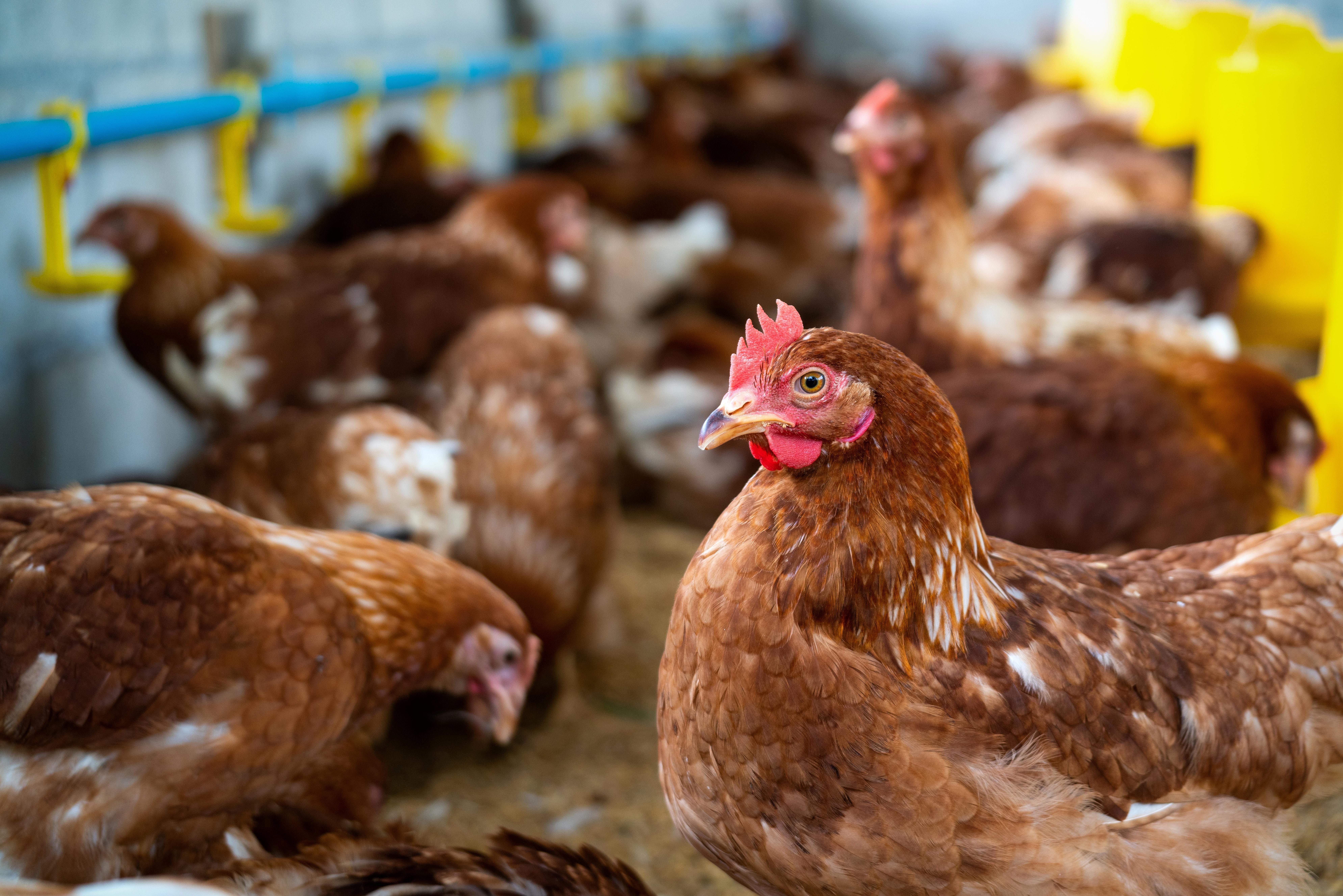 The Chicken Road Vision: Connecting communities and fostering sustainable agricultural practices.