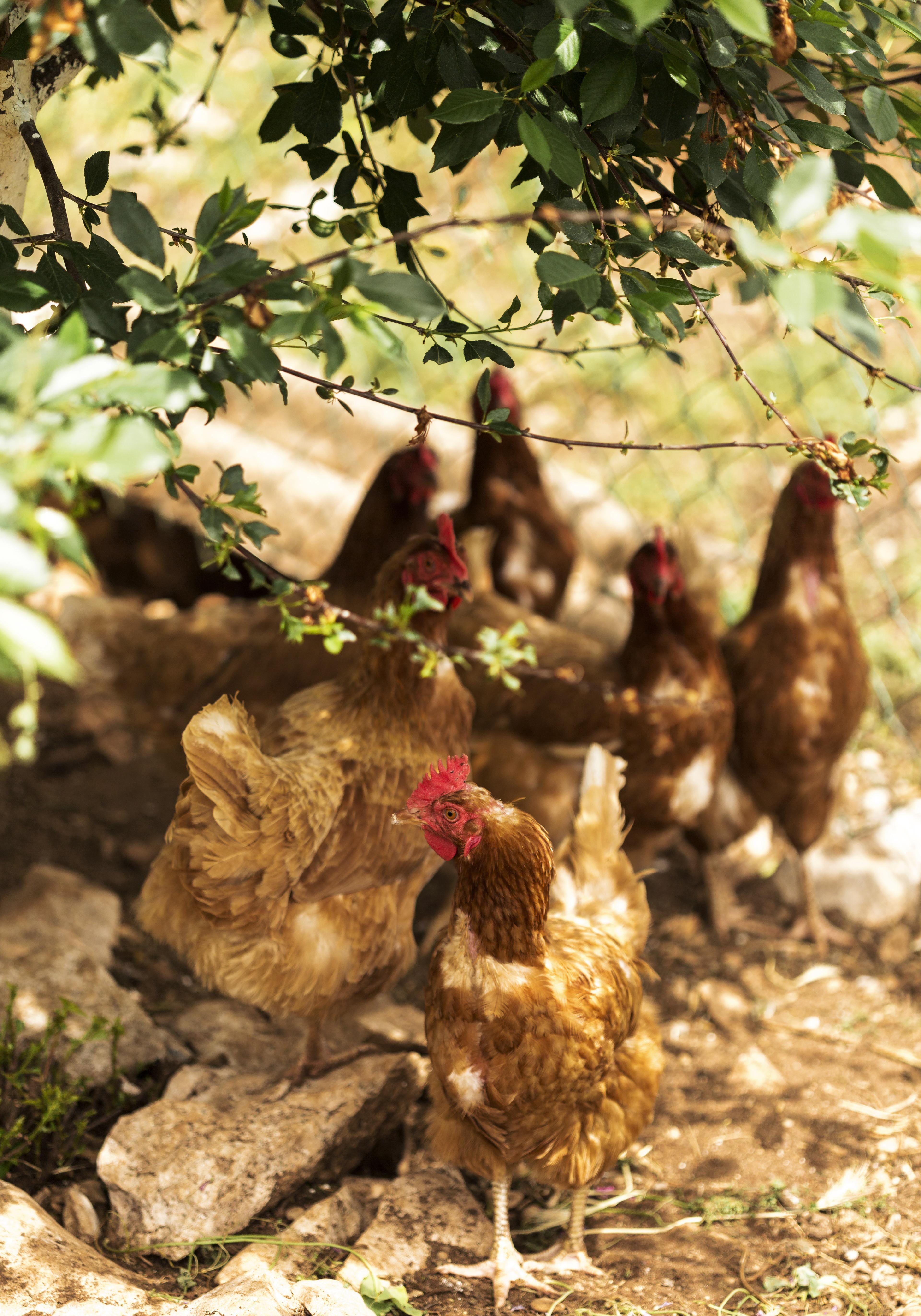 An idyllic rural Indian landscape with chickens