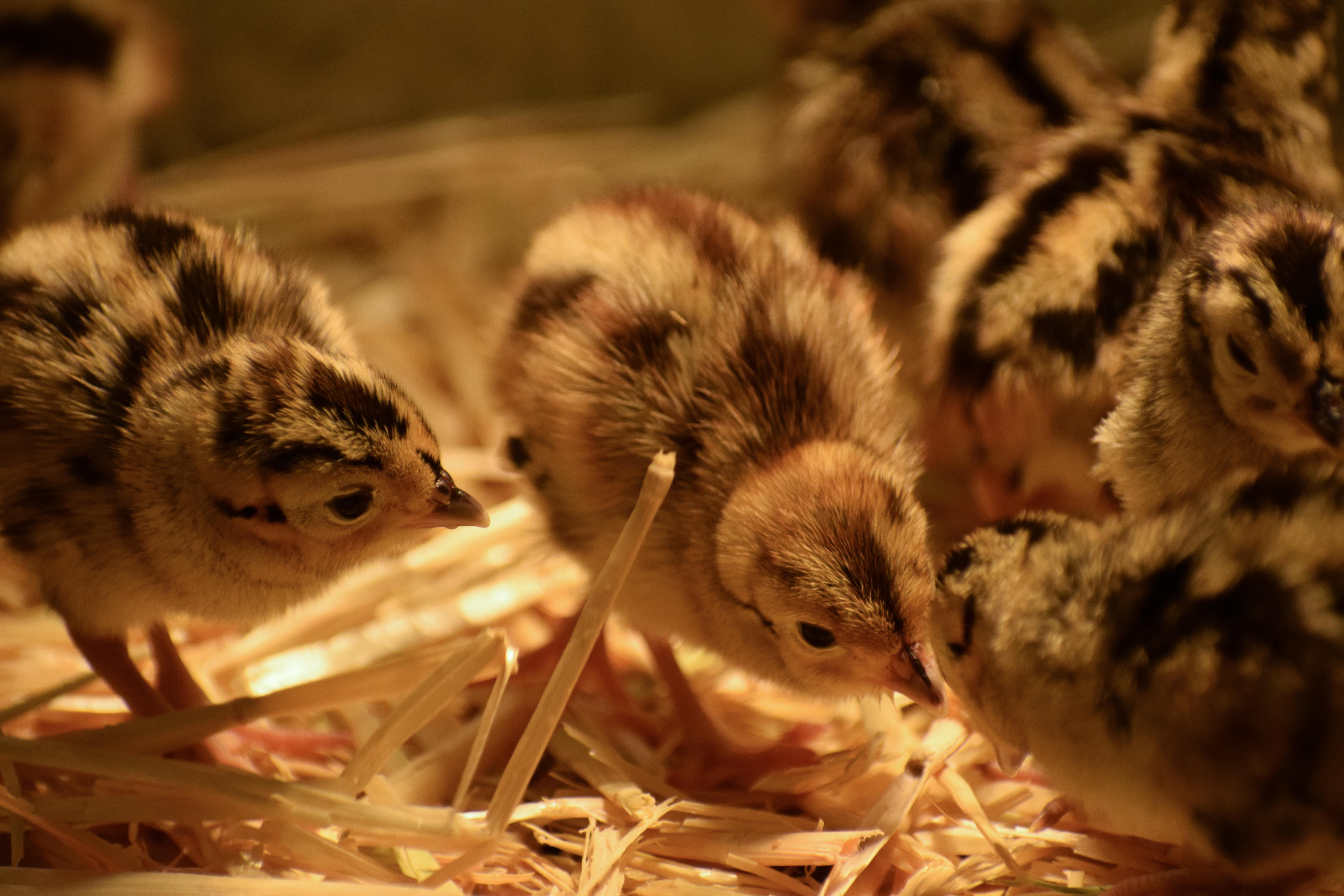 Chicken icon